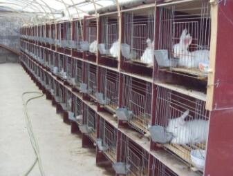 巨型安哥拉兔一只？怎么養(yǎng)？