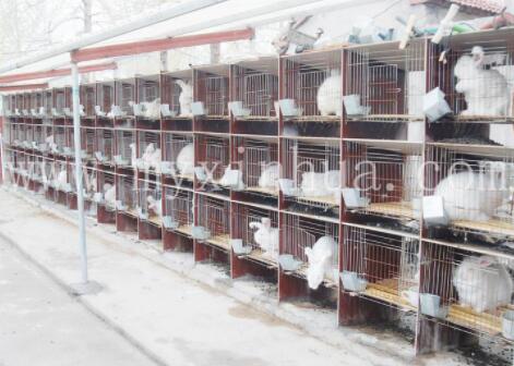 蒙陰長(zhǎng)毛兔