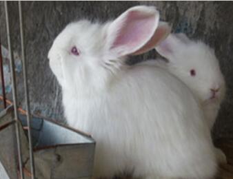安哥拉兔的四大品種！