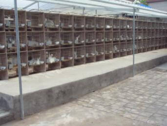 用青飼料喂養(yǎng)長毛兔，有利于長毛兔的生長和繁殖