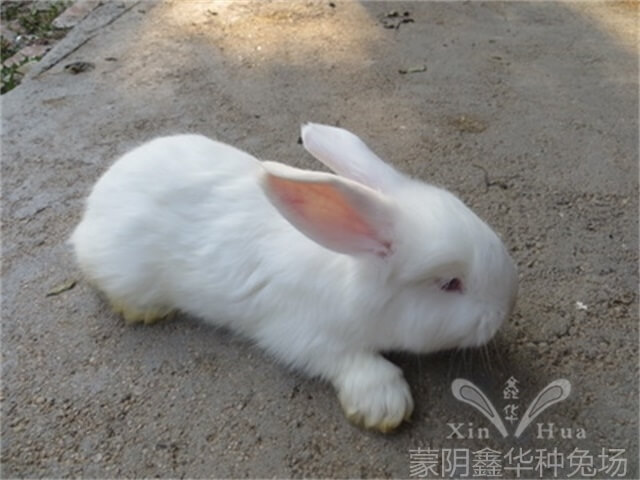 安哥拉長毛兔剪毛的方法及流程！