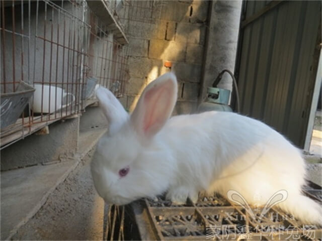 種安哥拉兔公免的飼養(yǎng)管理技術(shù)！