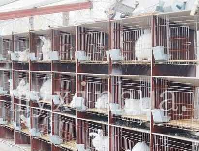 如何飼養(yǎng)長毛兔