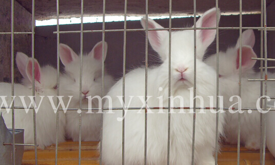 長毛兔養(yǎng)殖增效措施有哪些？