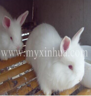 養(yǎng)兔我們需要每日做什么？