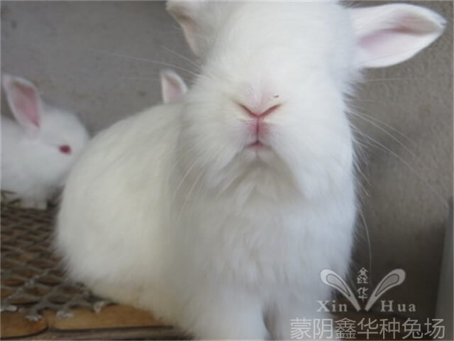 養(yǎng)長(zhǎng)毛兔時(shí)如何清潔它的眼睛呢？