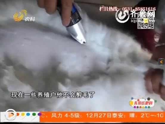 長(zhǎng)毛兔選擇散養(yǎng)會(huì)面臨什么問題？