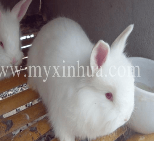 如何從兔糞便狀態(tài)判斷兔子的健康狀況？