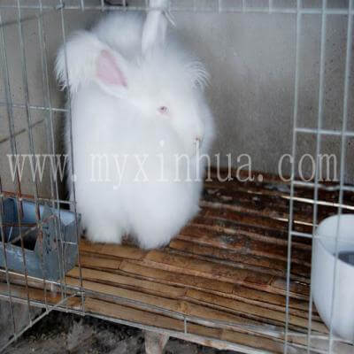 巨型安哥拉兔的養(yǎng)護(hù)之毛發(fā)問題
