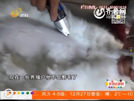 養(yǎng)殖長(zhǎng)毛兔期間，防疫事項(xiàng)要做好！