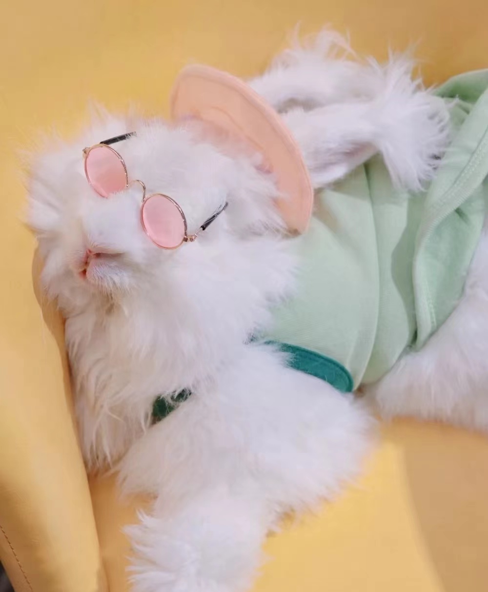 長(zhǎng)毛兔常見(jiàn)的病例及癥狀的解析