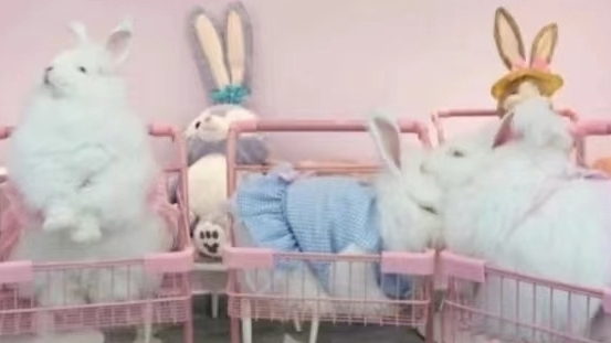 長毛兔養(yǎng)護心得分享