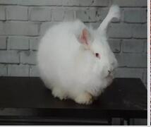 長毛兔 長毛兔