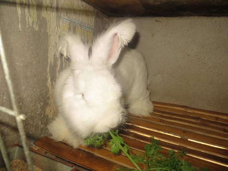 長(zhǎng)毛兔公兔精子差怎么辦