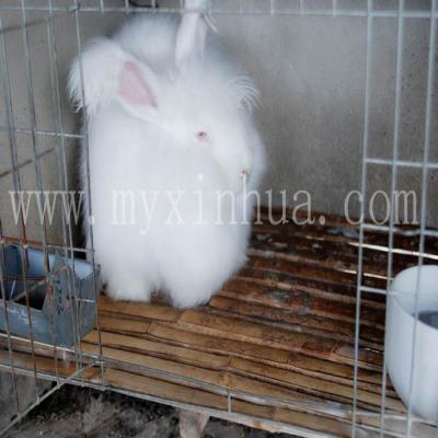 長毛兔養(yǎng)殖的前景的挑戰(zhàn)有哪些？