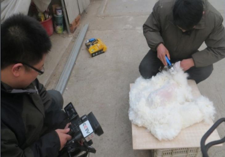 CCTV-7《聚焦三農》拍攝現(xiàn)象