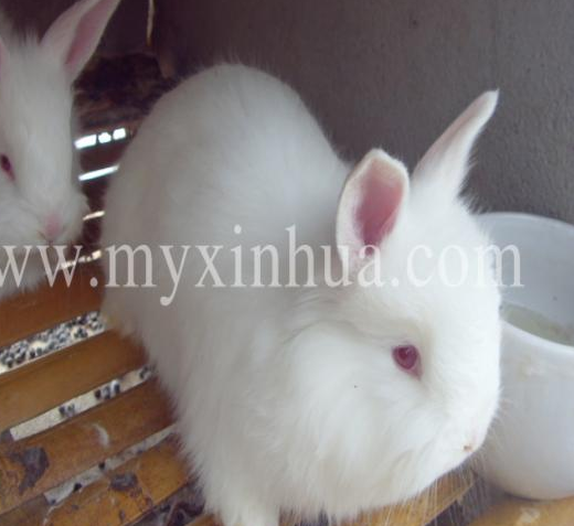 長(zhǎng)毛兔的繁殖和種兔的年齡和營(yíng)養(yǎng)有關(guān)！